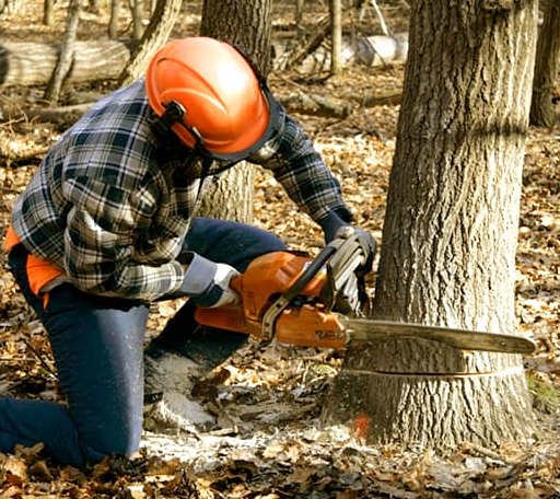 Tree Removal in Grand Isle, VT